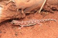 Rhynchoedura ornata | Western Beaked Gecko, Sandfire