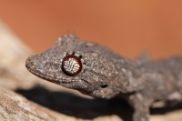 Strophurus wellingtonae | Western Shield Spiny-tailed Gecko, west of Karijini National Park.