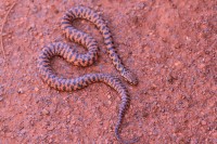 Suta fasciata | Rosen's Snake, red form, west of Karijini National Park