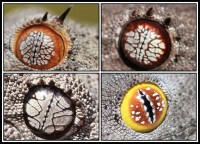 Eyes of strophurus | Top left: ciliaris, top right: wellingtonae, down left strophurus, down right spinigerus
