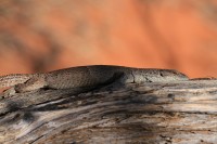Varanus caudolineatus | Line-tailed Pygmy Monitor, near Billabong