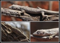 Strophurus strophurus | Western Spiny-tailed Gecko, near Billabong